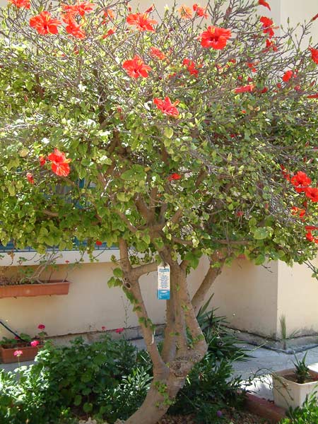 Red flowering hibiscus tree